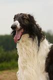BARZOI 169